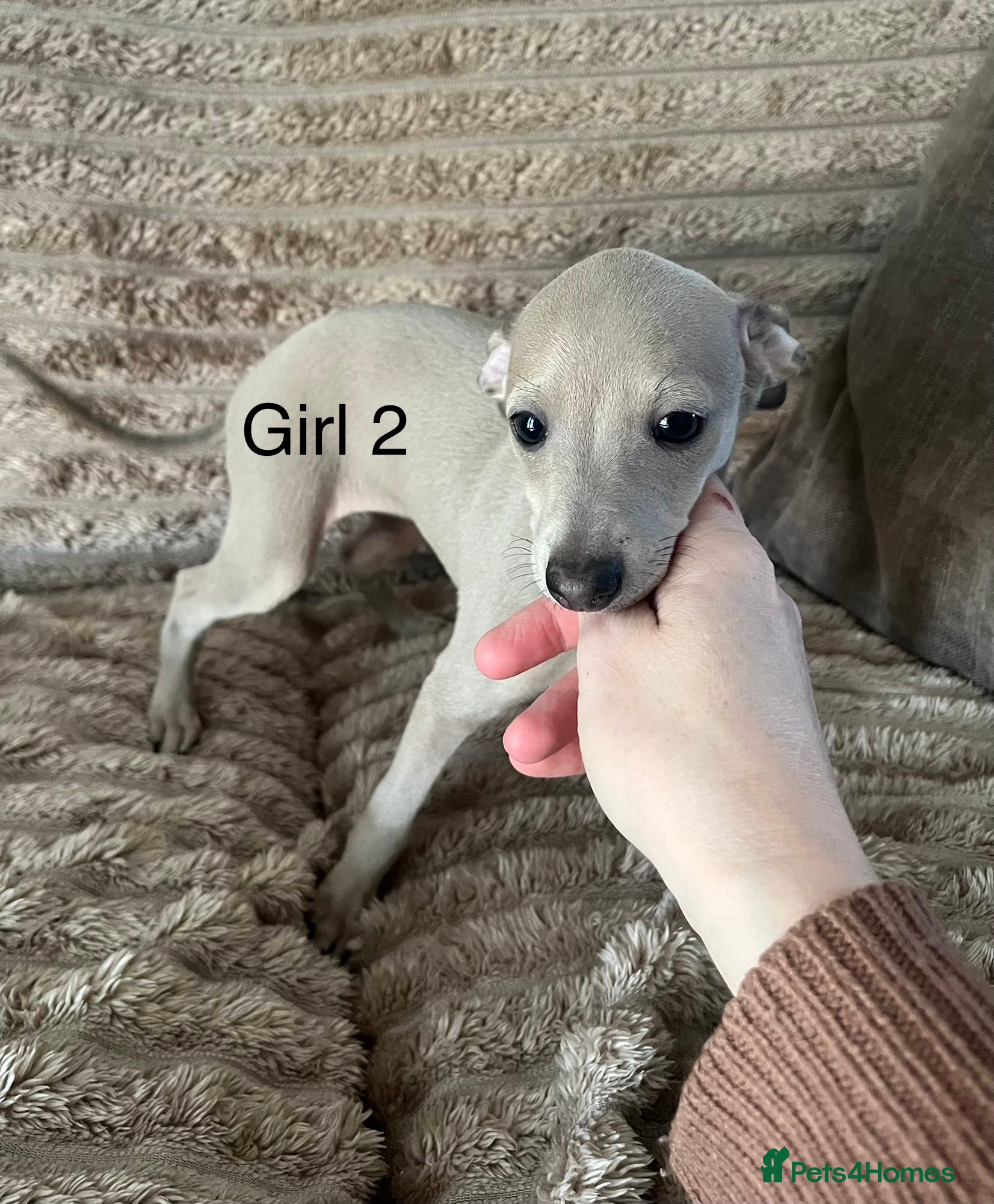Italian Greyhound dogs kc registered ready now  - Advert 4