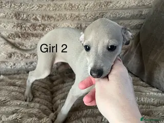 Italian Greyhound dogs kc registered ready now - Advert 4