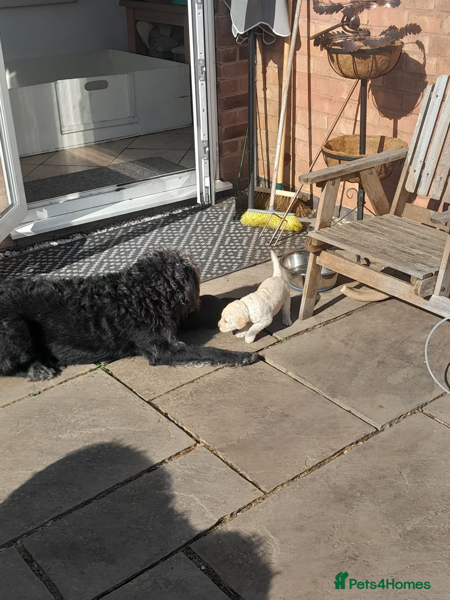 Goldendoodle dogs Goldendoodle puppies for sale - Advert 5