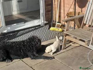 Goldendoodle dogs Goldendoodle puppies for sale - Advert 5