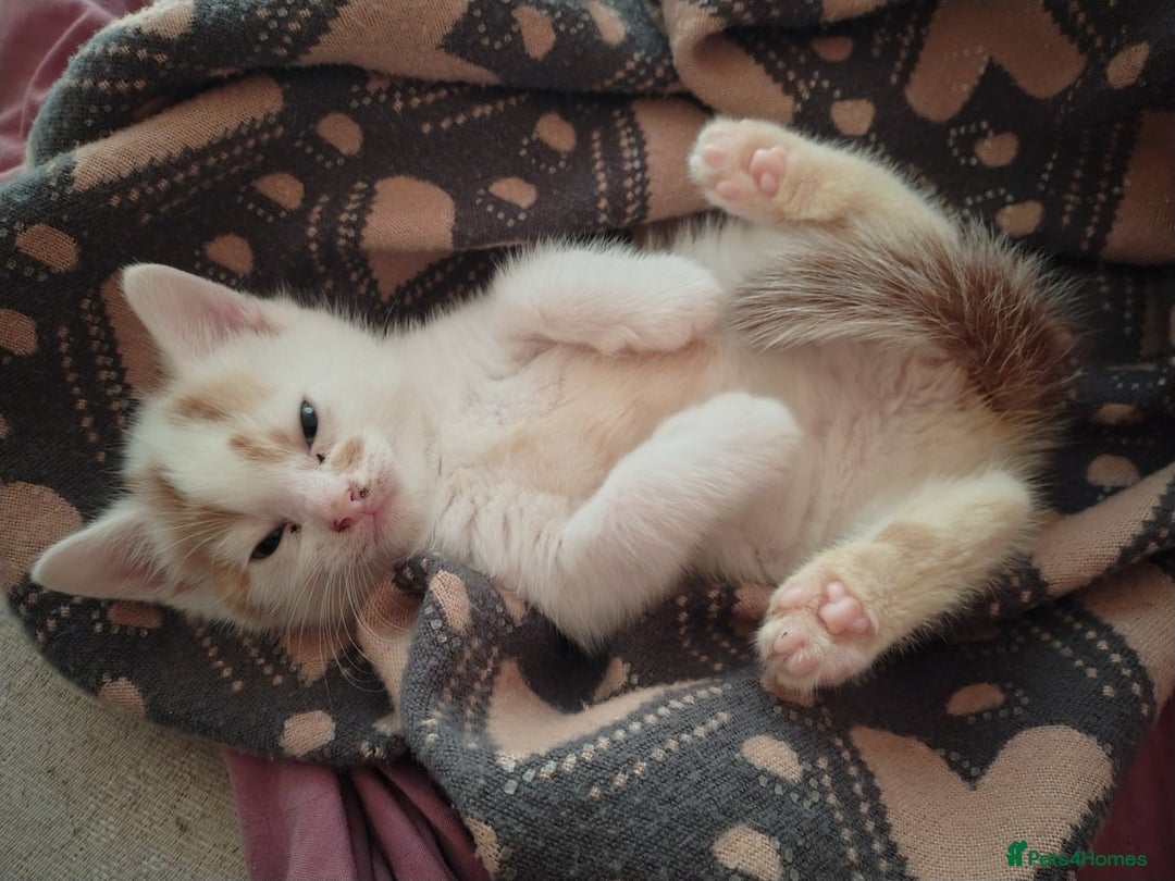 American Shorthair cats for sale: 2 boys for sale  - Image 5