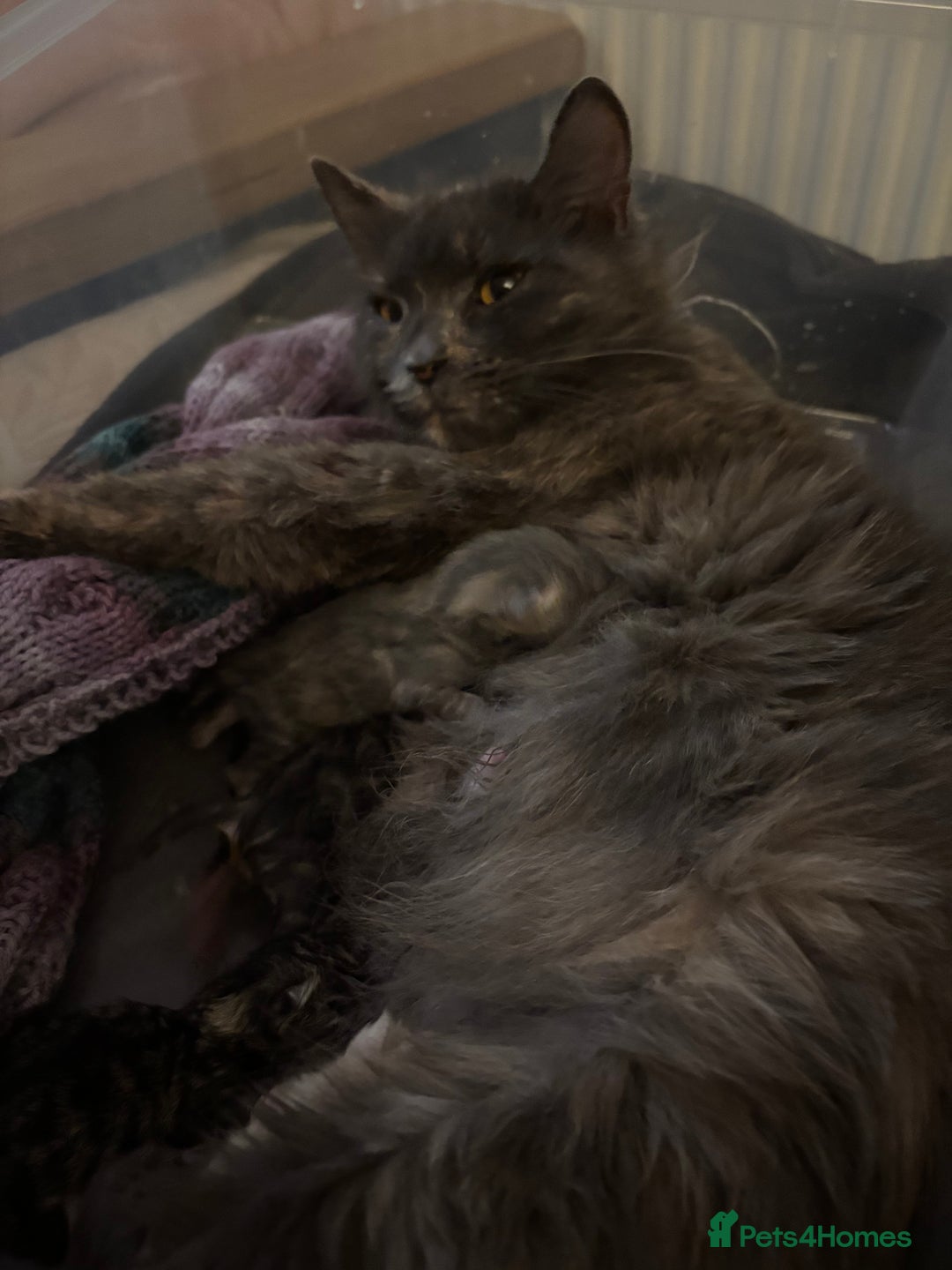 British Longhair cats for sale: 3 beautiful kittens left  - Advert 2