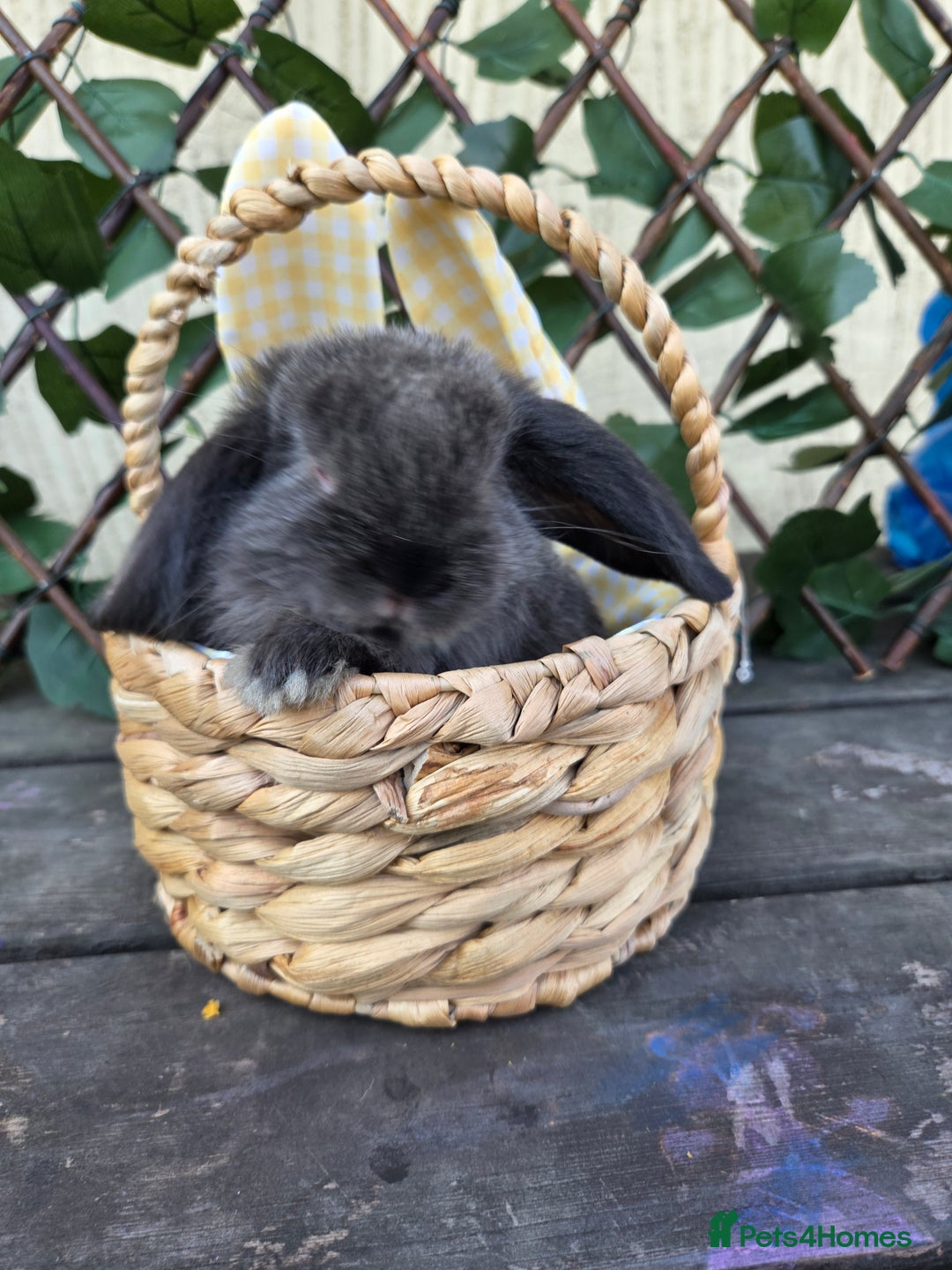 Mini Lop rabbits for sale: Pure bred Mini Lop Bunnies - Image 13