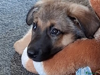 Mixed Breed dogs Belgian malinois x Rottweiler pups - Advert 8