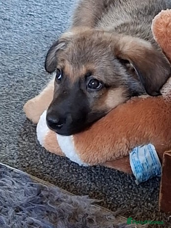 Mixed Breed dogs Belgian malinois x Rottweiler pups - Advert 13