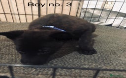 Belgian Shepherd Dog dogs for sale: Dutch shepherd/ Belgian malinois  - Image 2