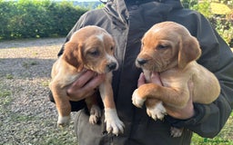 Springador dogs for sale: Gorgeous Red Labrador X puppies  - Image 5