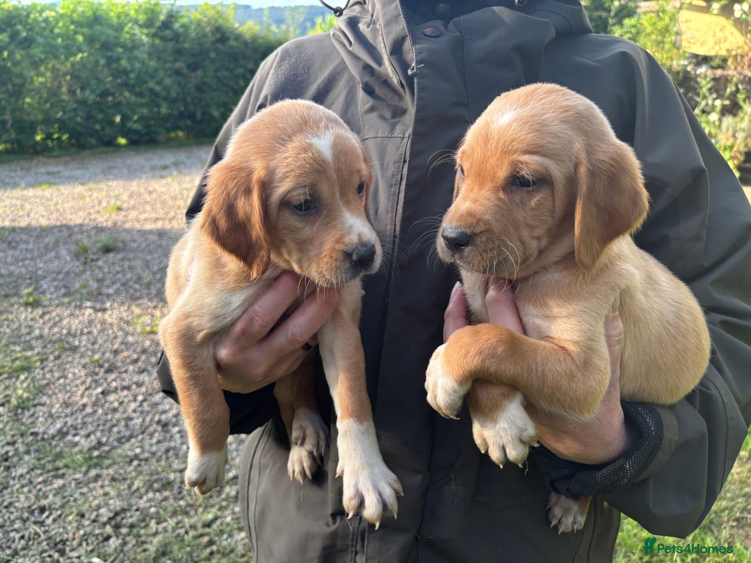Springador dogs for sale: Gorgeous Red Labrador X puppies  - Image 5