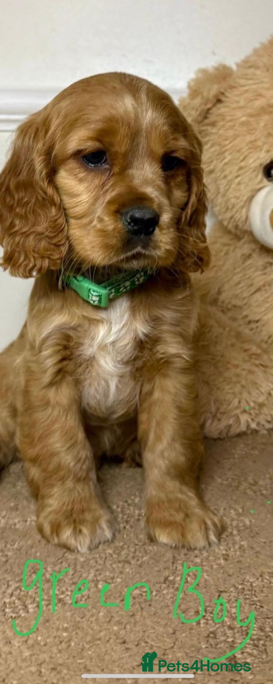 Cavapoo dogs for sale: F2 Cavapoo puppies 🐶 - Advert 7