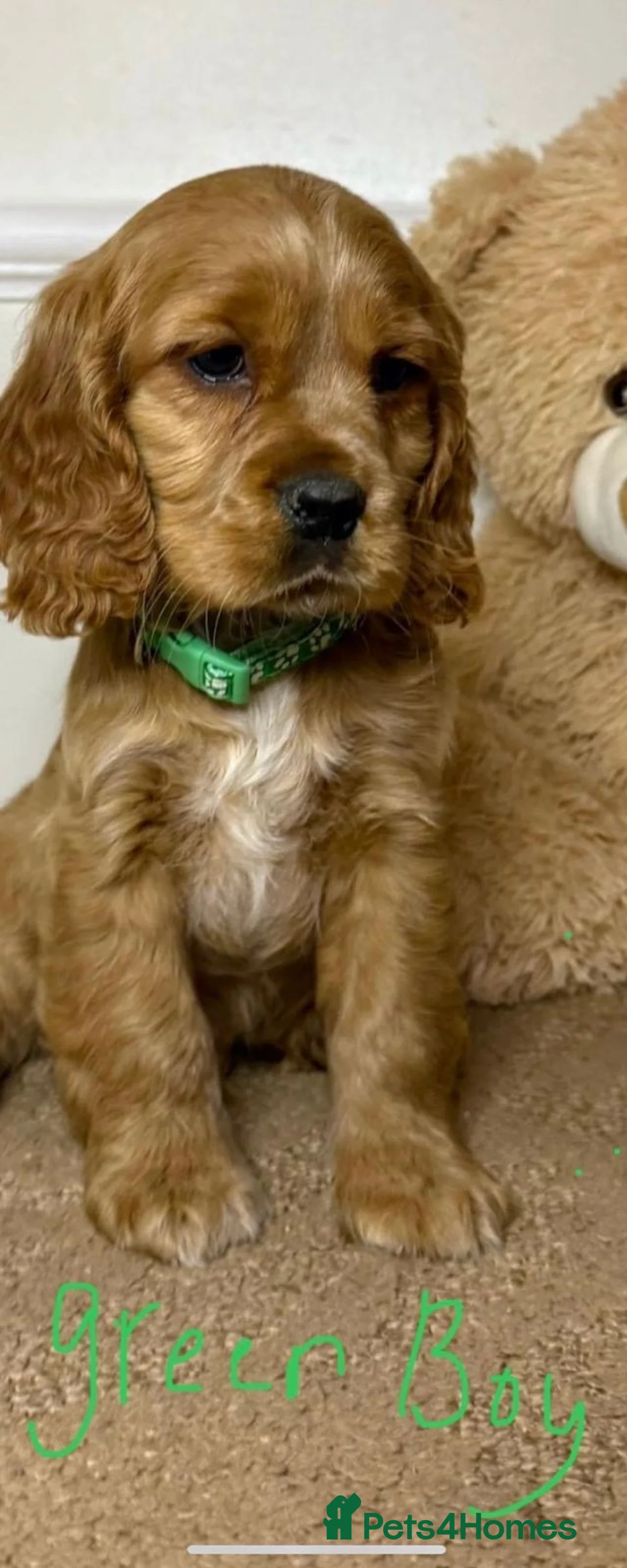Cavapoo dogs for sale: F2 Cavapoo puppies 🐶 - Advert 7