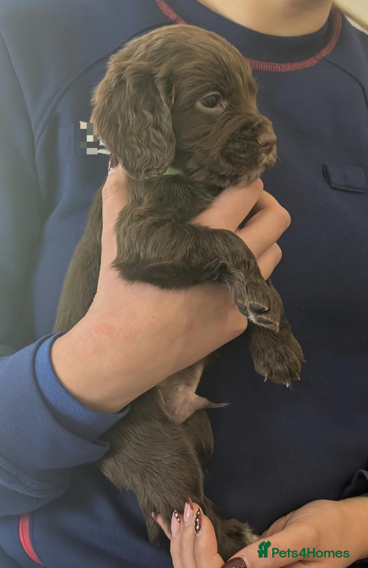 Cocker Spaniel dogs W/T Pedigree Cocker Spaniels 3 BOYS LEFT - Advert 2