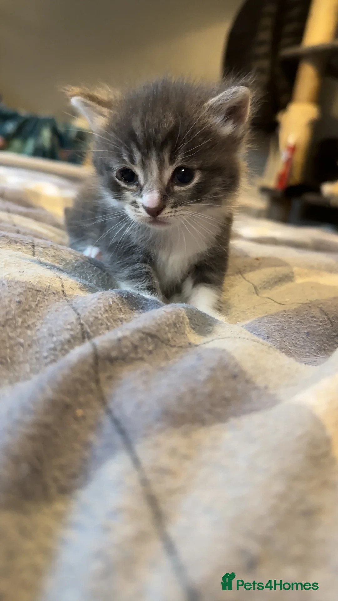 Mixed Breed cats for sale: BEAUTIFUL KITTEN.Maine coon/crossed  - Advert 11