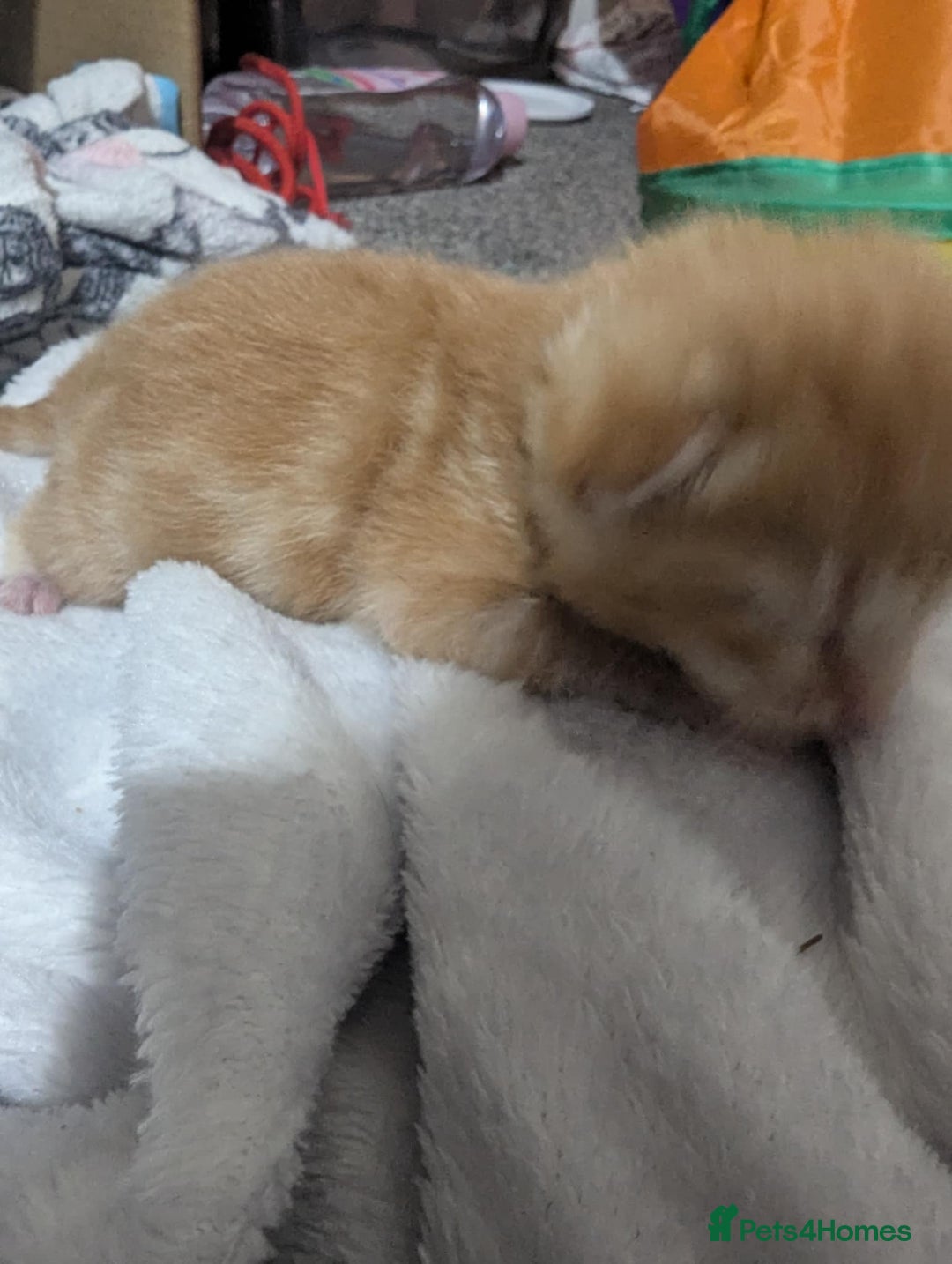Mixed Breed cats for sale: Beautiful kittens - Image 4