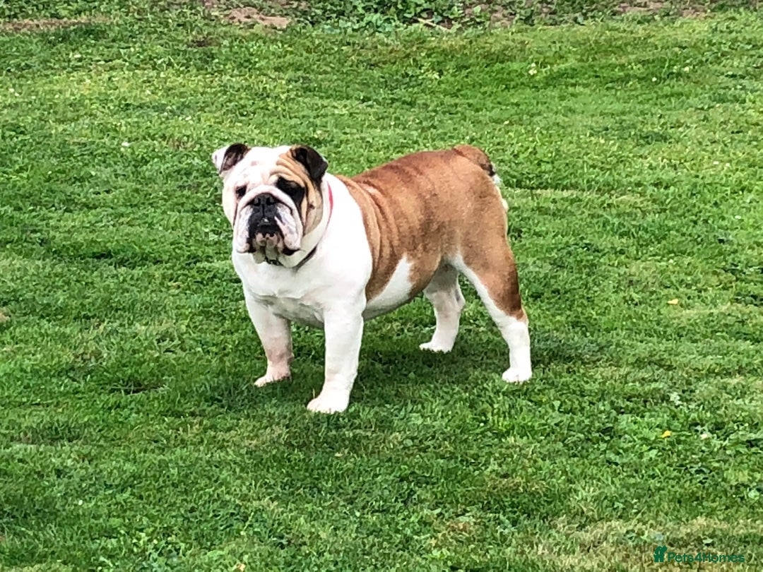 English Bulldog dogs for sale: 2 KC Breeding Bitches - Image 14