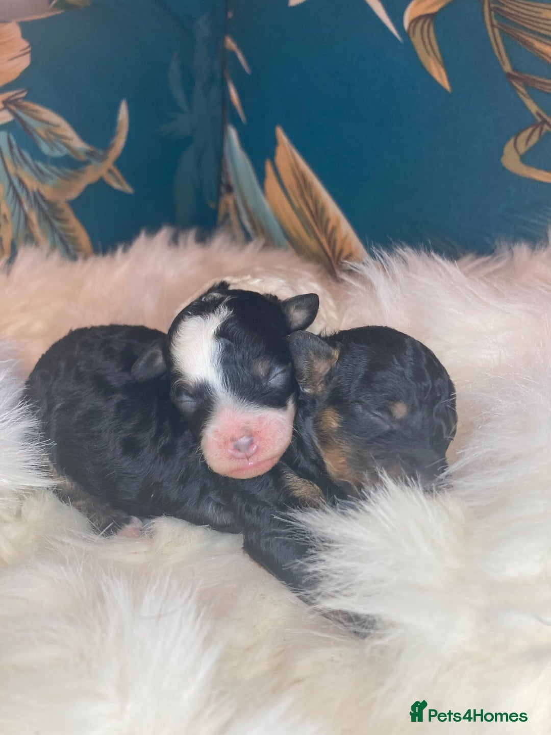 Cavapoo dogs for sale: Toy cavapoo WAITING LIST - Advert 18