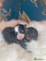 Cavapoo dogs - Advert 4