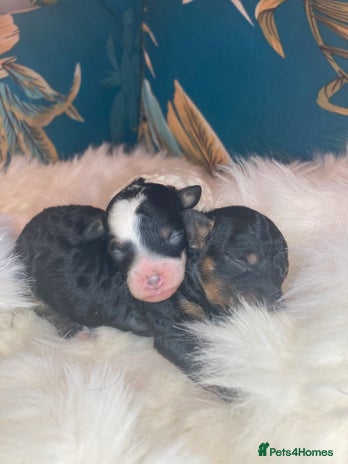 Cavapoo dogs - Advert 6