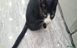 British Shorthair cats for sale: Grey British Shorthair & Black Domestic Shorthair - Image 5