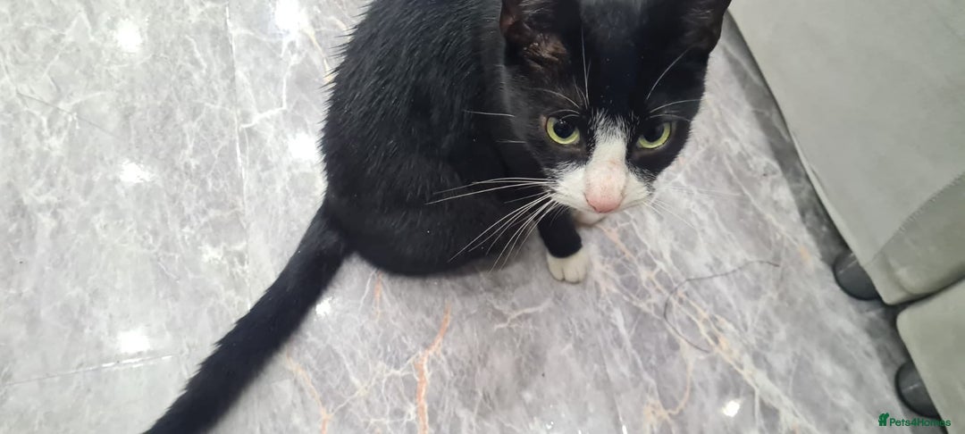 British Shorthair cats for sale: Grey British Shorthair & Black Domestic Shorthair - Image 5