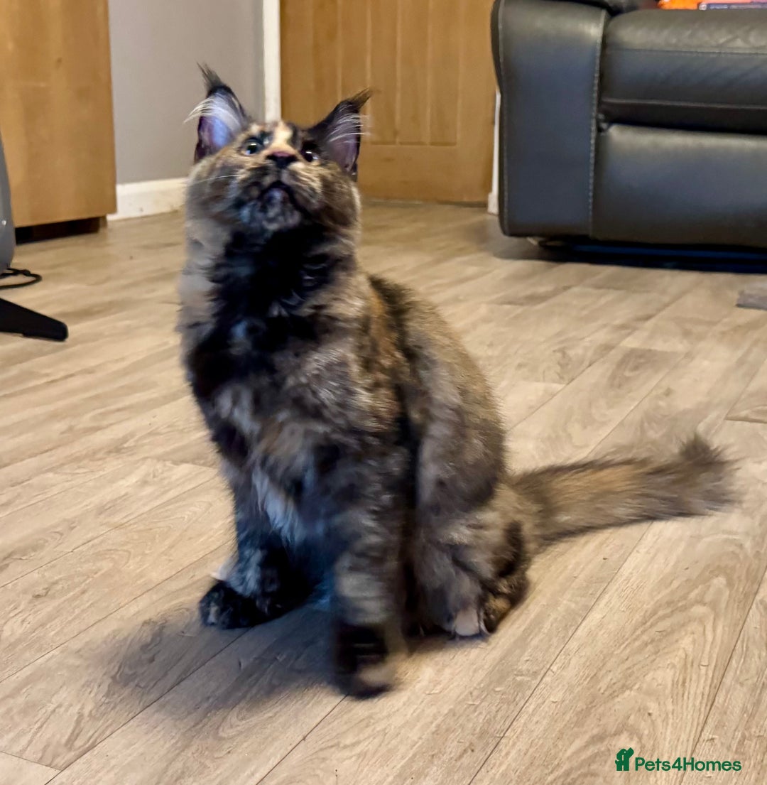 Maine Coon cats for sale: 2 Large Tica Maine Coon Kittens - Image 20