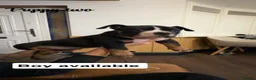 American Bully dogs for sale: Pocket Bully Puppies - Advert 4