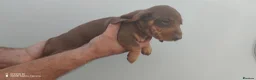 Dachshund dogs for sale: Pra Clear Minature Daushaund Puppies  - Advert 25