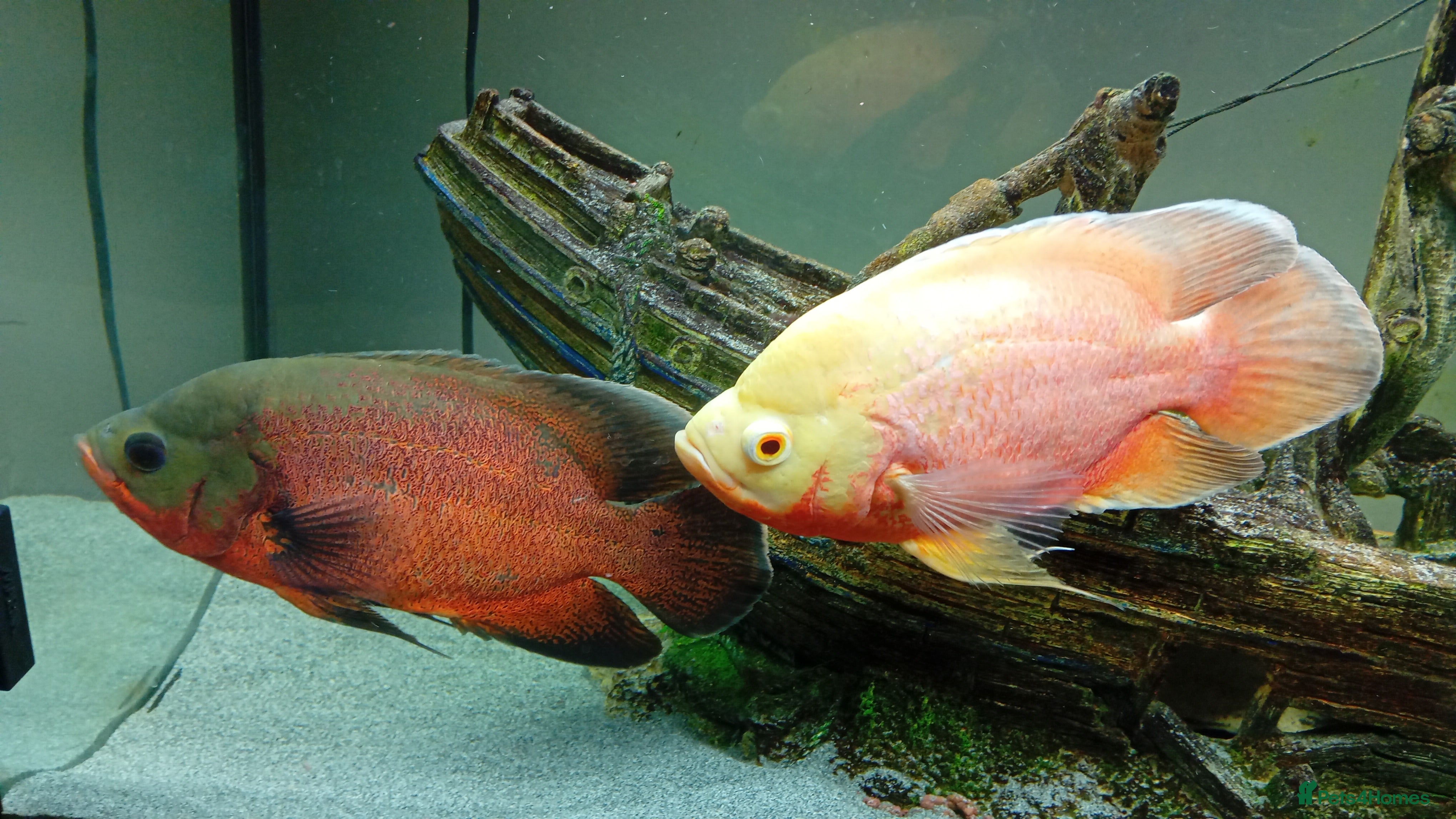 Other/Mixed Breed fish 2 x oscar fish - Advert 3