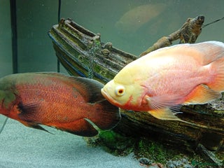 Other/Mixed Breed fish 2 x oscar fish - Advert 3
