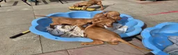 Hungarian Vizsla dogs for sale: Beautiful Hungarian Vizsla Puppies - Advert 9