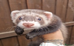 Ferret rodents for sale: 1male ferret for sale with cage and toys  - Image 1