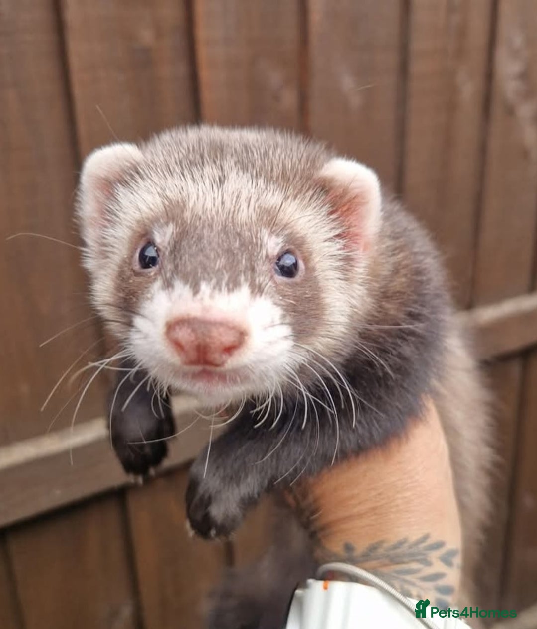 Ferret rodents for sale: 1male ferret for sale with cage and toys  - Image 1