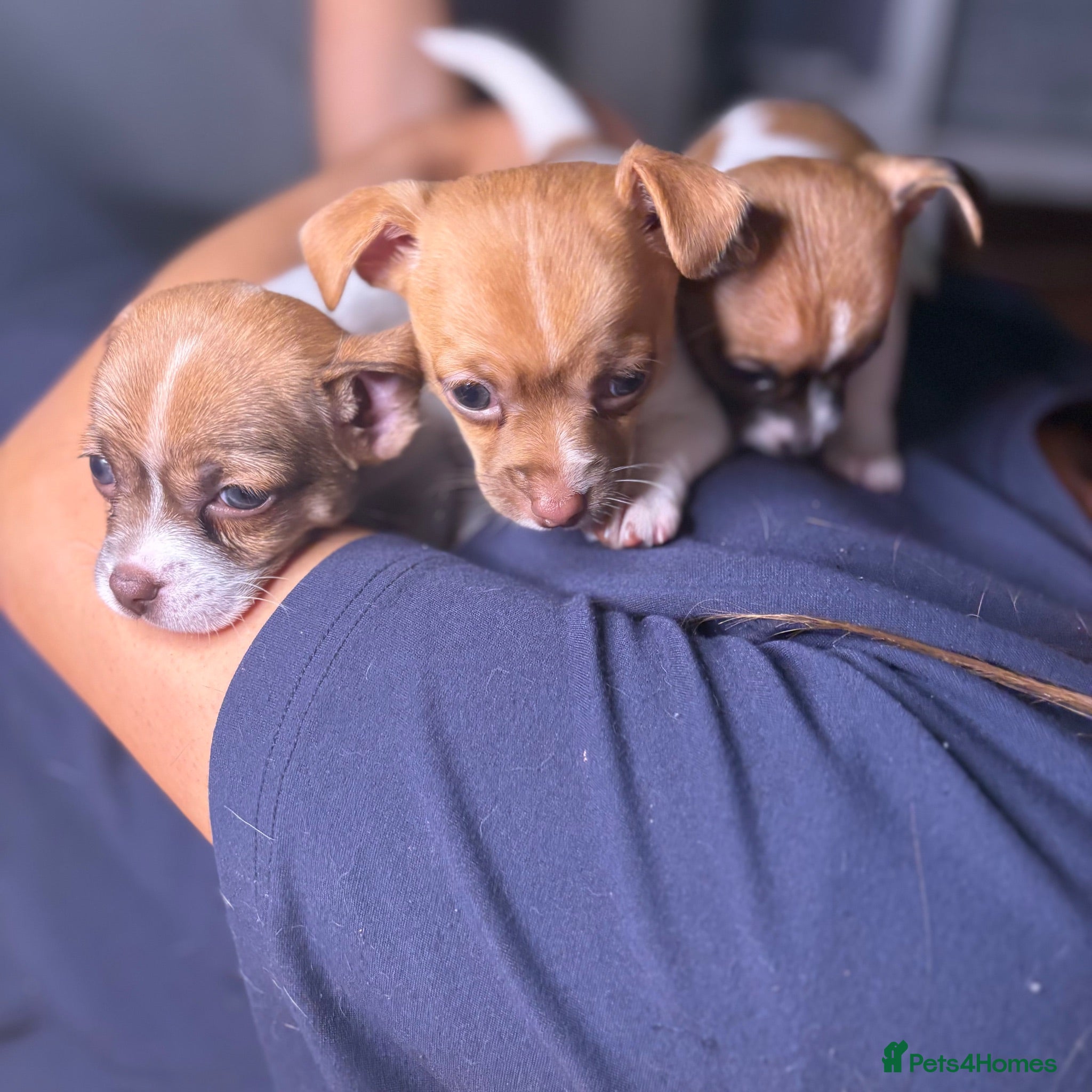 Chipoo dogs Beautiful Chipoos girls  - Advert 2