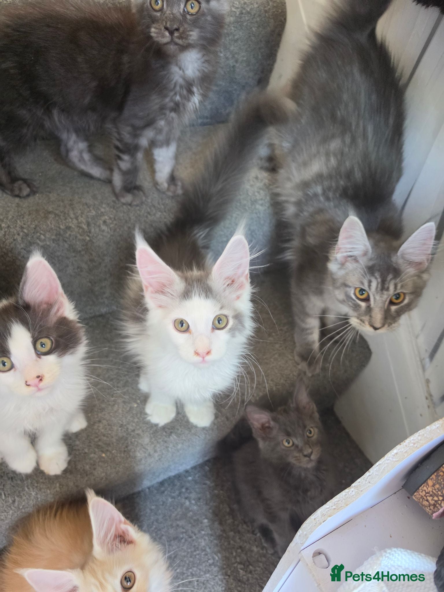 Maine Coon cats TICA REGISTERED STUNNING KITTENS  - Advert 2