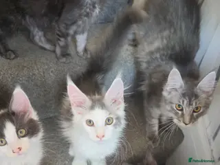 Maine Coon cats TICA REGISTERED STUNNING KITTENS - Advert 2
