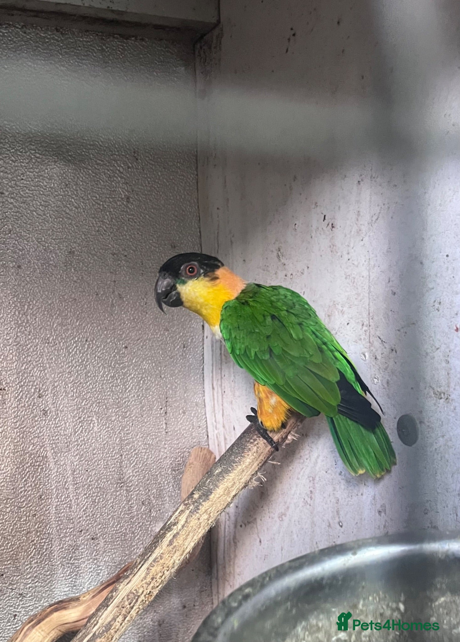 Parakeets birds Bonded pair of black headed caique  - Advert 1