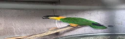Parakeets birds for sale: Bonded pair of black headed caique  - Advert 1