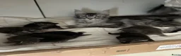 Maine Coon cats for sale: Maine coones kittens for sale ready 12th June  - Advert 2