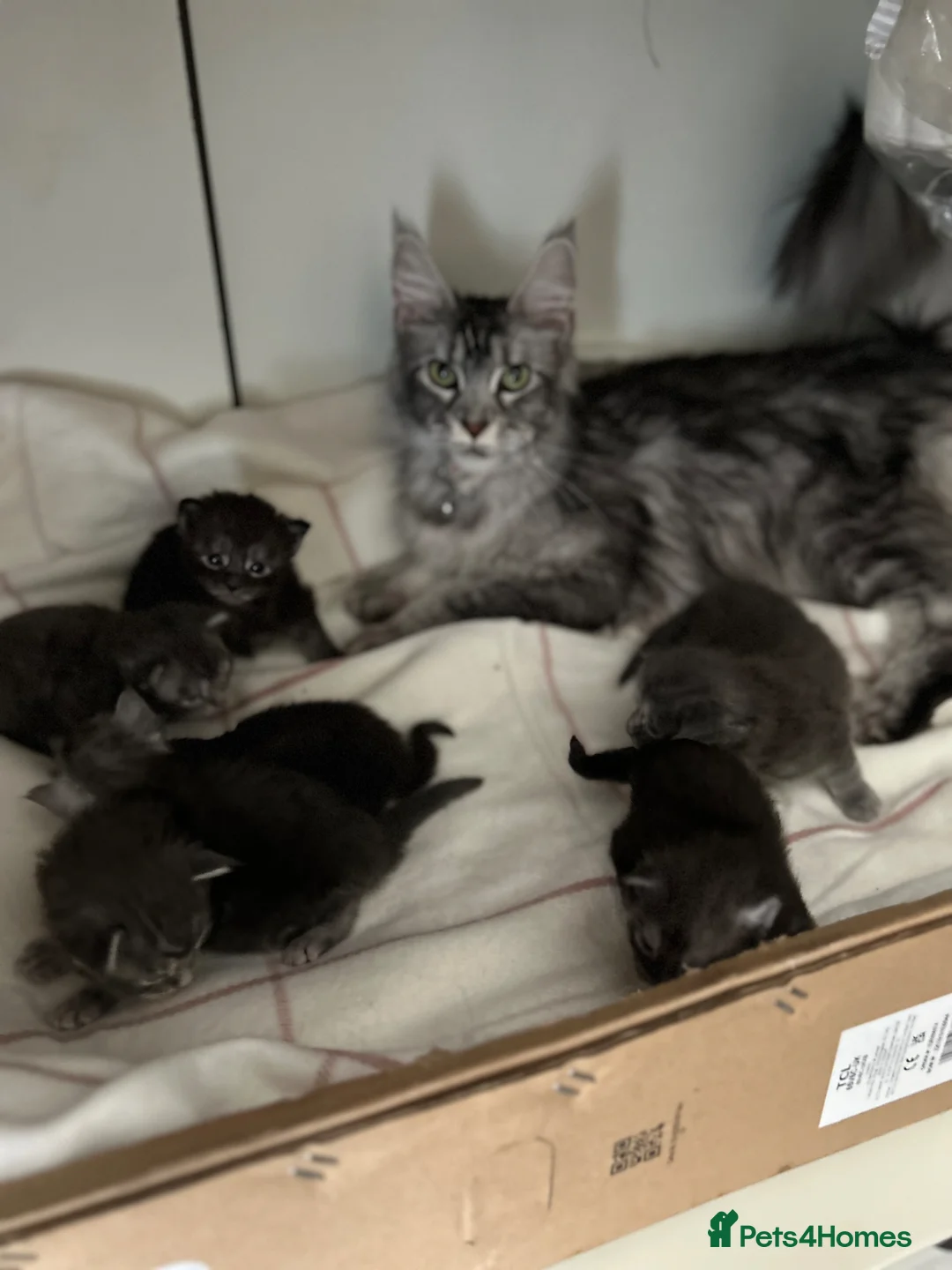 Maine Coon cats for sale: Maine coones kittens for sale ready 12th June  - Advert 2