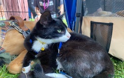 Mixed Breed cats for adoption: Lovely young cat looking for forever home  - Image 2