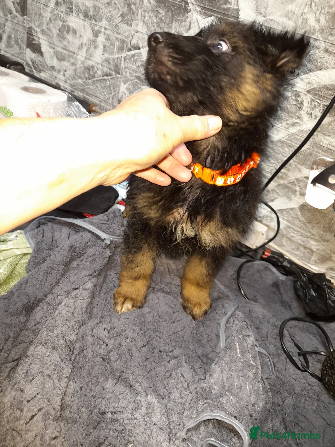 German Shepherd dogs for sale: Stunning German shepherd puppies - Advert 17