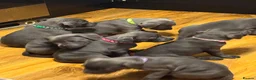 Staffordshire Bull Terrier dogs for sale: Beautiful kc registered Staffords bull terrier  - Advert 33