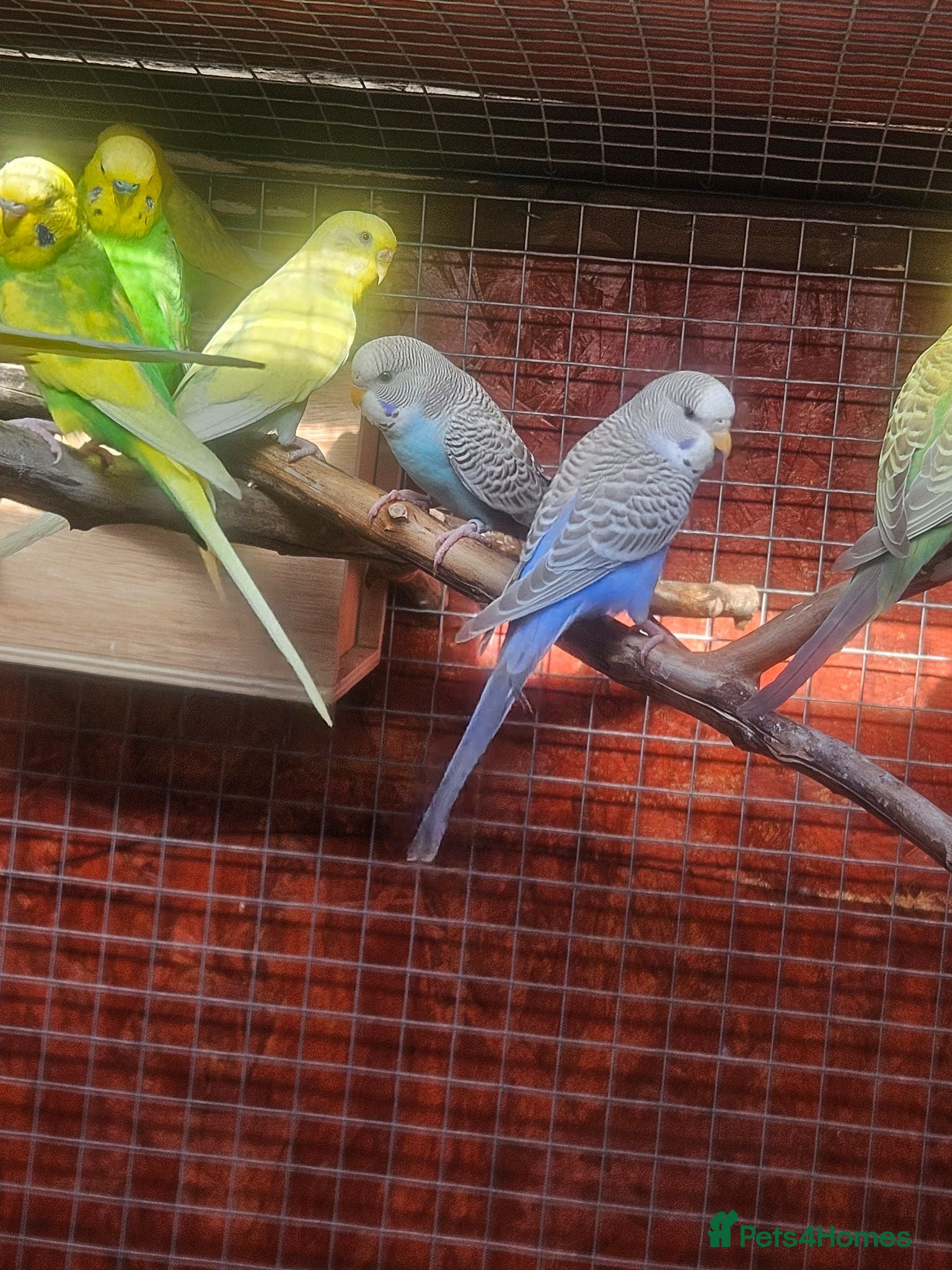 Budgerigars birds Budgies  - Advert 2