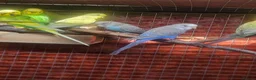 Budgerigars birds for sale: Budgies  - Advert 1