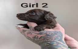 Cockapoo dogs for sale: Toy cocker poo f2 pups - Image 13