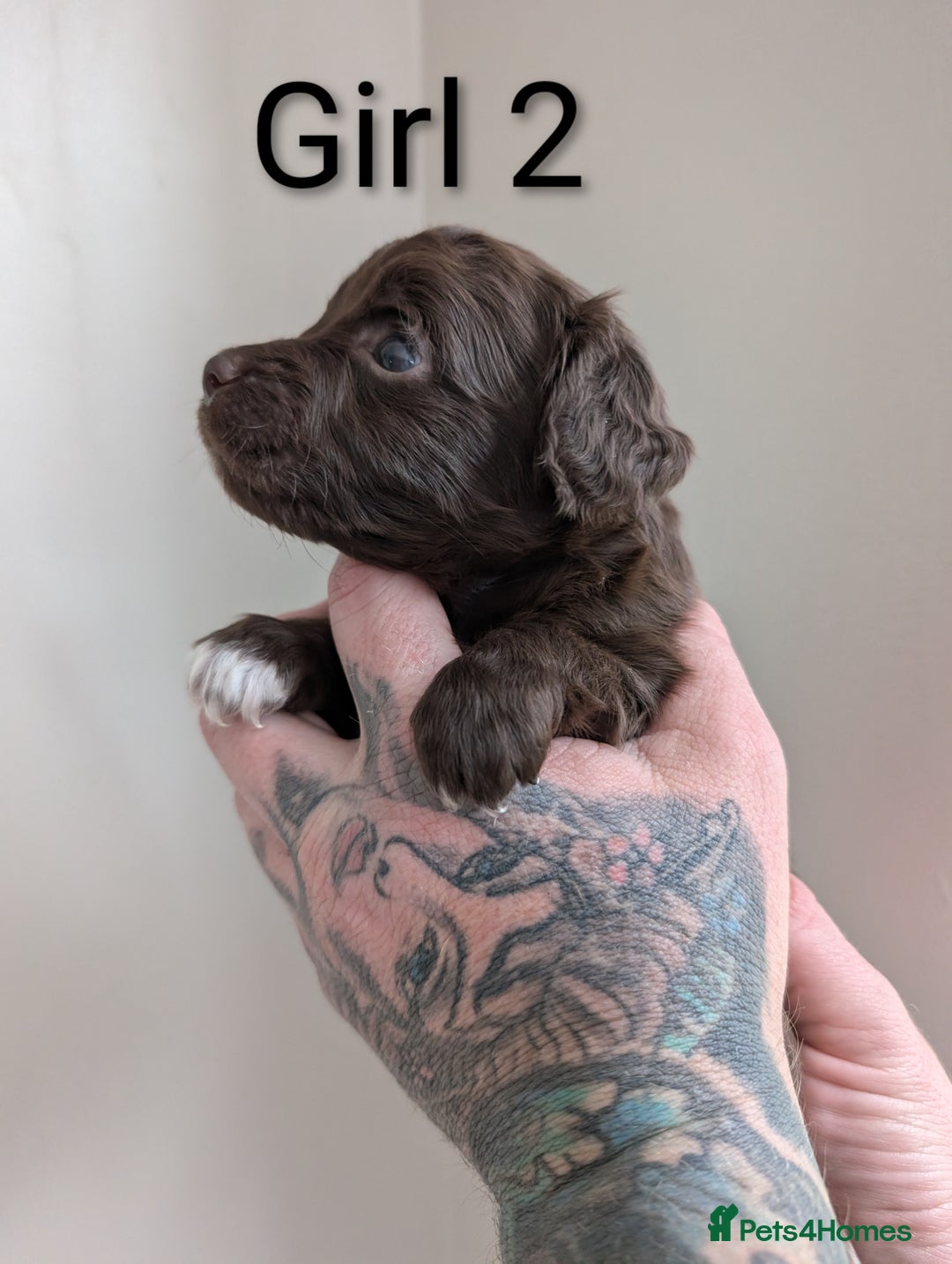 Cockapoo dogs for sale: Toy cocker poo f2 pups - Image 13