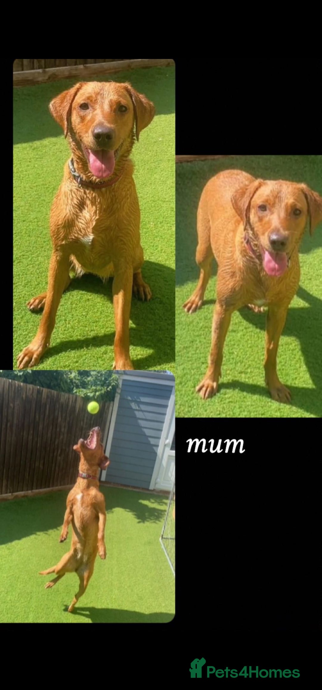 Labrador Retriever dogs Labrador Retriever Fox Red KC Registered  - Advert 1