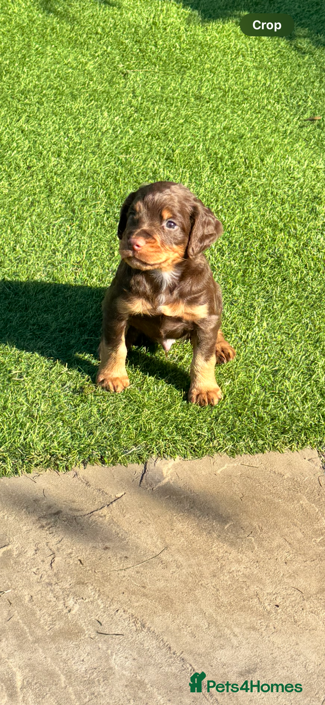 Cocker Spaniel dogs for sale: Cocker Spaniel KC Reg  - Image 2