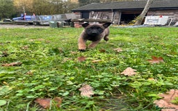 Mixed Breed dogs for sale: Belgian Malinois Puppies  - Image 10