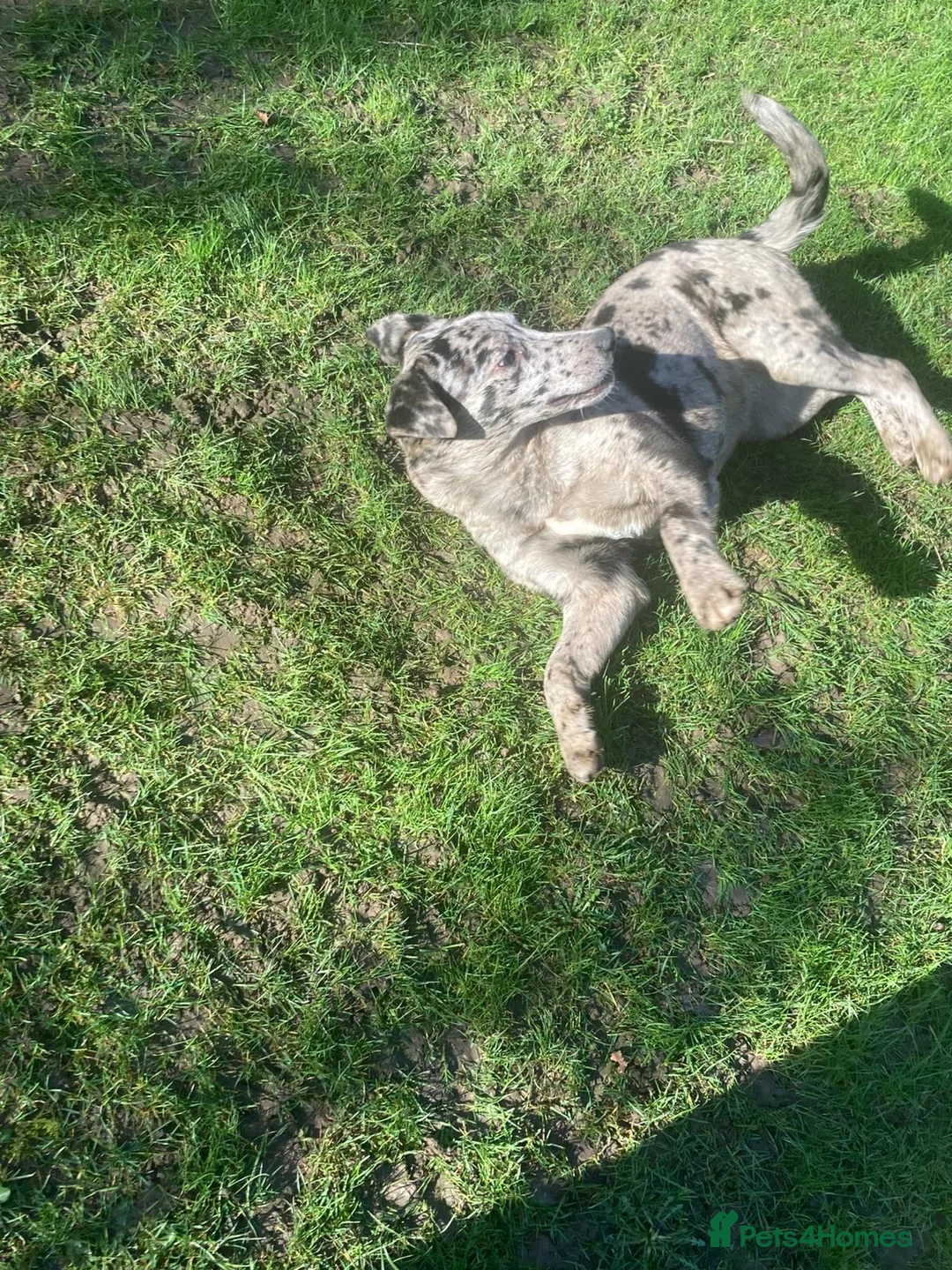 Mixed Breed dogs for sale: Labrador x puppy girl  - Advert 3