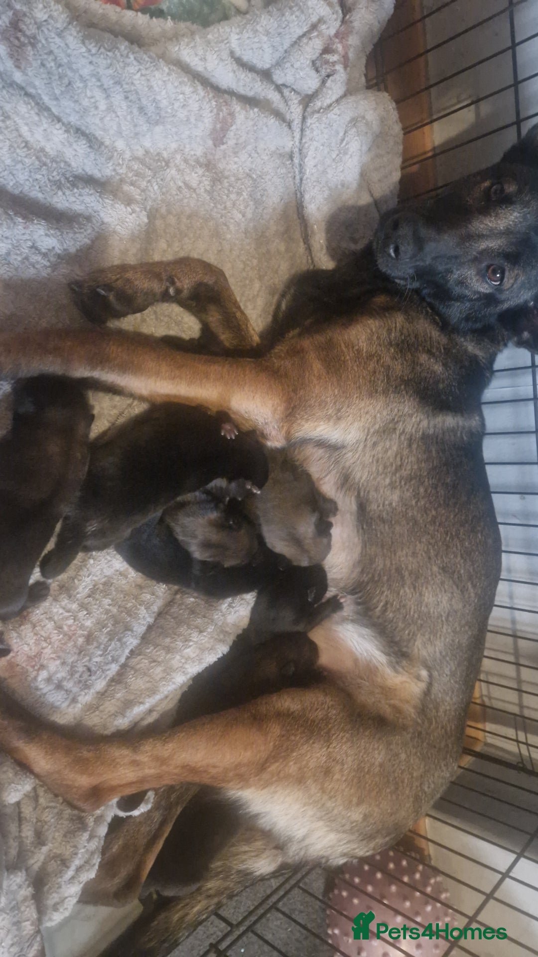 Belgian Shepherd Dog dogs for sale: Belgian malinois  - Advert 8